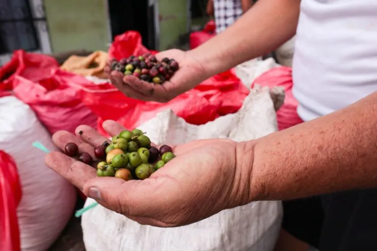 La crisis climática afecta los cultivos de café en México: reportan pérdidas de hasta el 30%