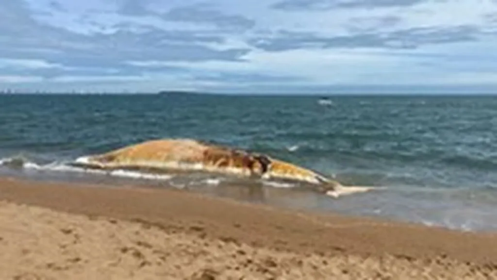 Aparece ballena muerta en la playa de Uruguay