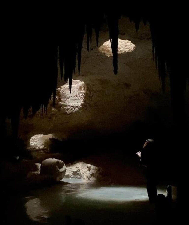 Organizaciones ambientalistas advirtieron de los daños del Tren Maya