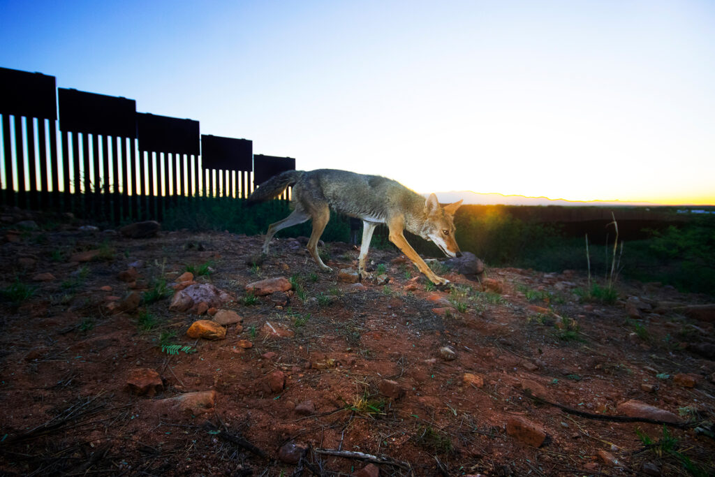 Muro fronterizo limita paso de animales silvestres