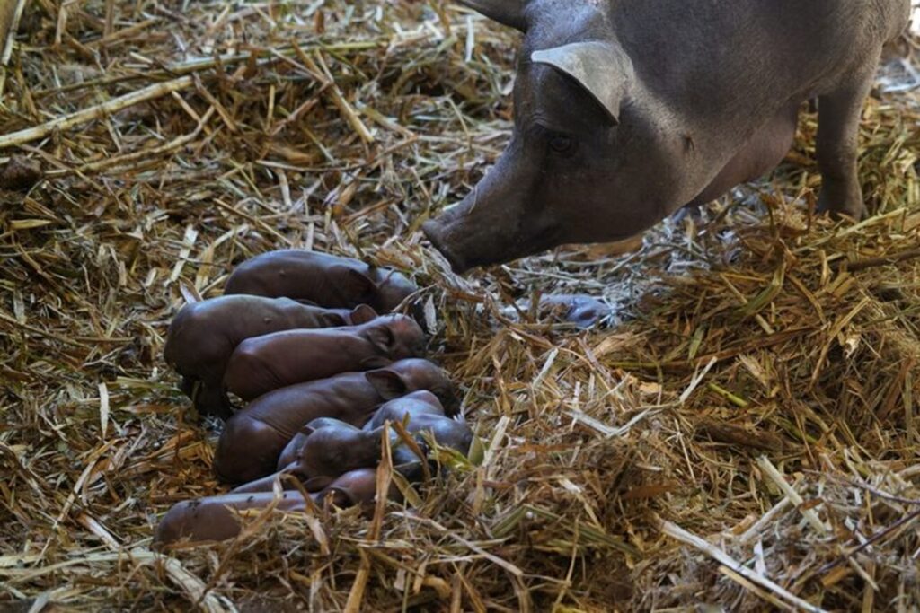 Granjas porcícolas afectan a comunidad indígena maya