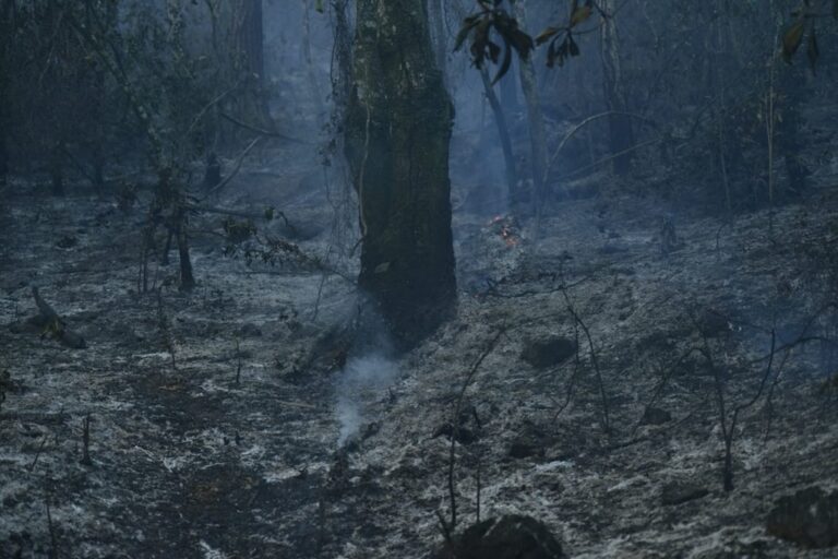 incendios forestales en México