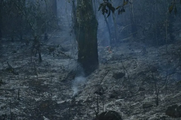 incendios forestales en México