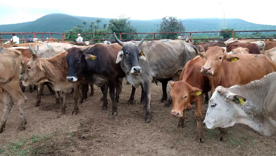 Sequía afecta a productores porque sufren para hidratar a sus animales de granja