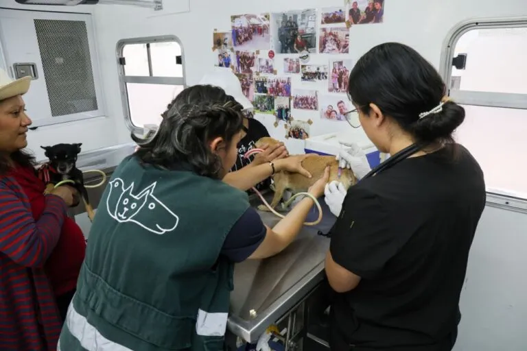 Publican nueva Ley de Protección y Bienestar de los Animales