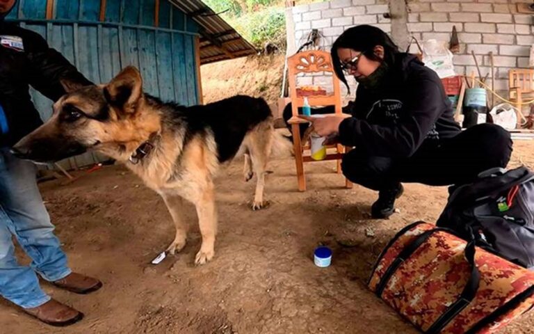 Crean red de ayuda a animales afectados por incendios en Orizaba