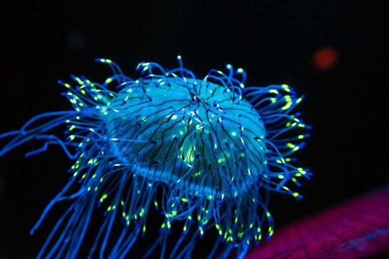 Bioluminiscencia evolucionó en animales hace 540 millones de años