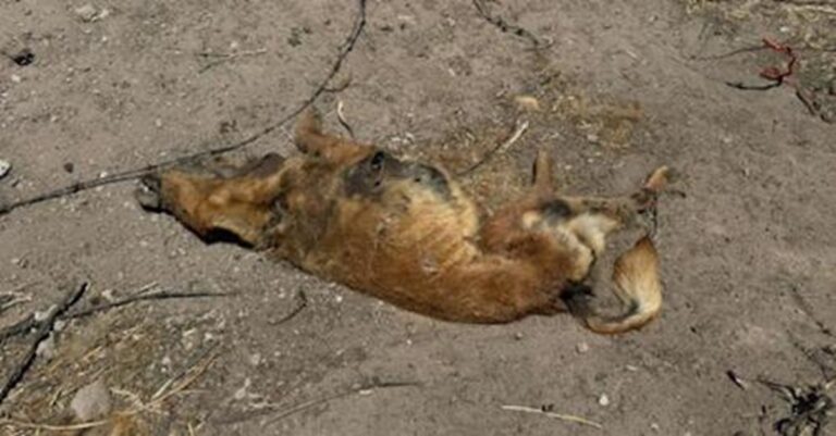 Denuncian envenenamiento de perros en Durango capital