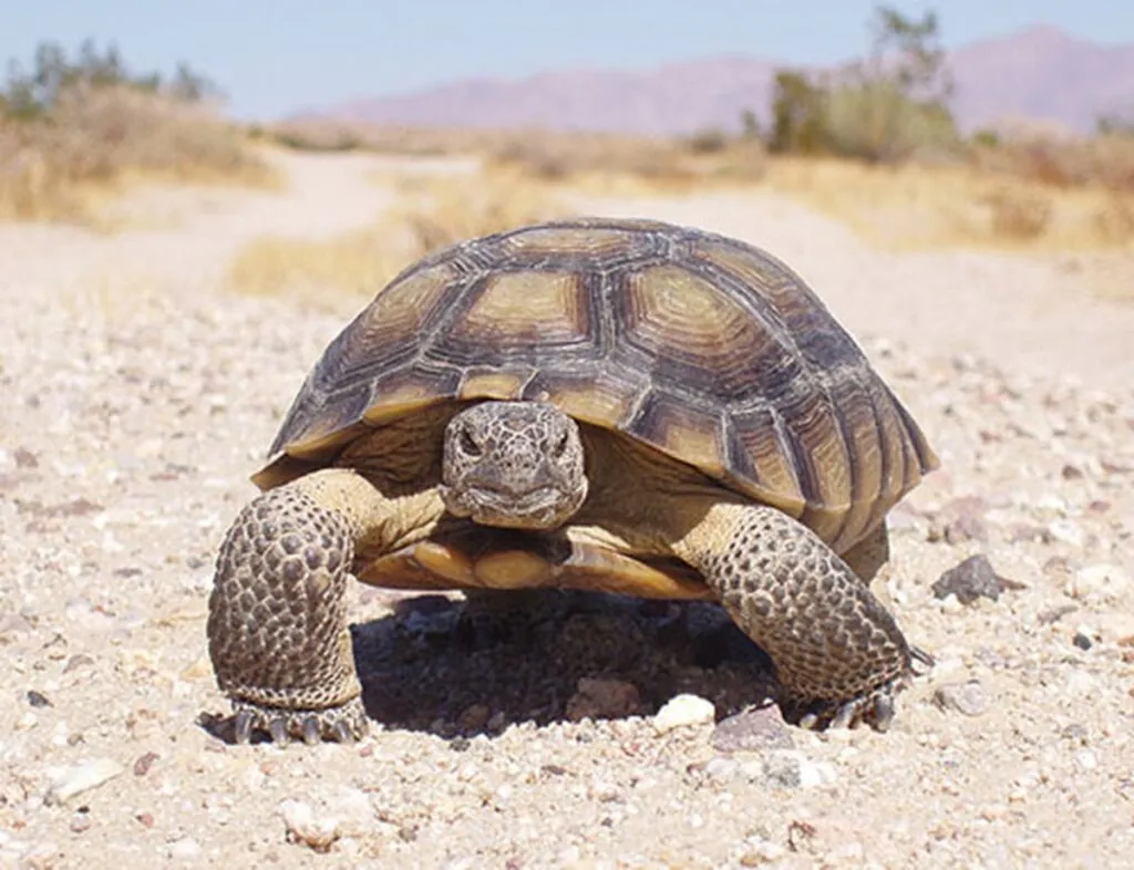 ¿Cómo sabemos lo que sienten realmente los animales?
