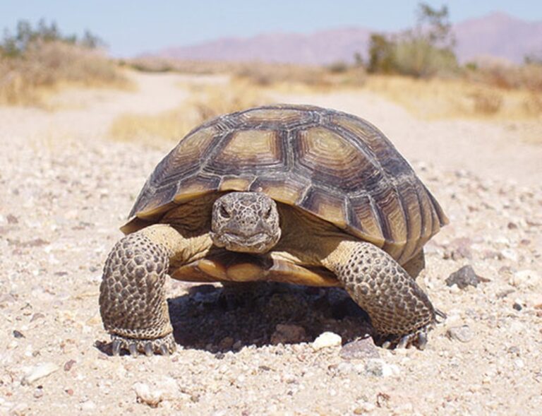 ¿Cómo sabemos lo que sienten realmente los animales?