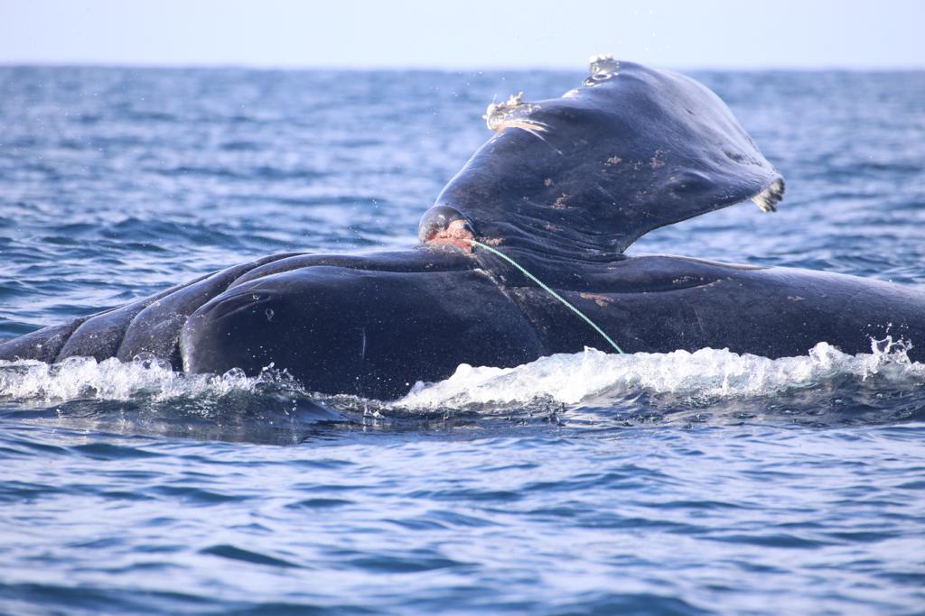 RABEN ha realizado 94 rescates exitosos de ballenas en 20 años