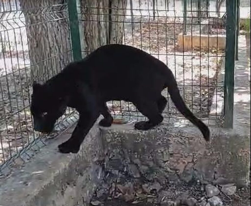 Profepa asegura a jaguar amputado en Yucatán