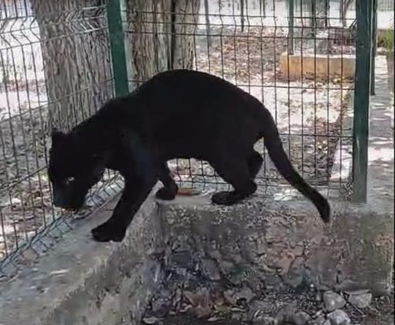 Profepa asegura a jaguar amputado en Yucatán