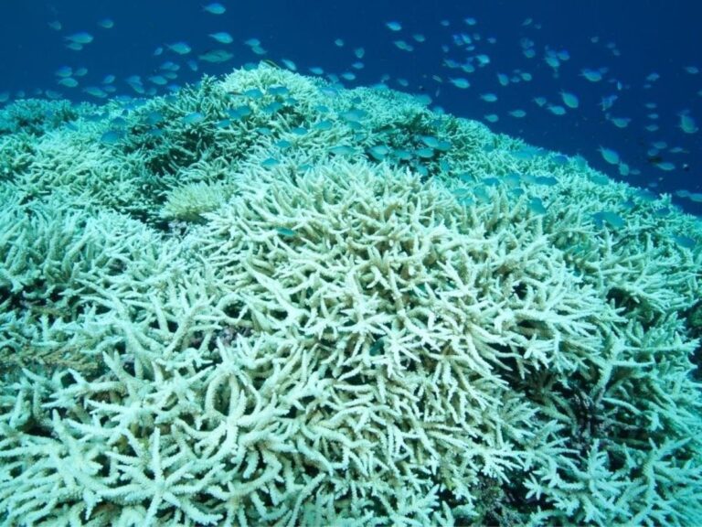 La amenaza del blanqueamiento de corales