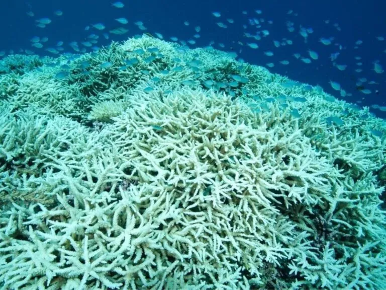 La amenaza del blanqueamiento de corales