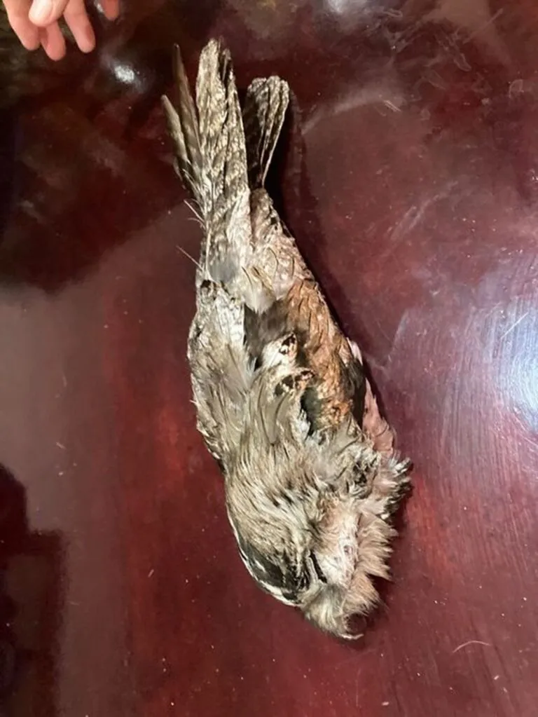 Salvan vida silvestre ante olas de calor