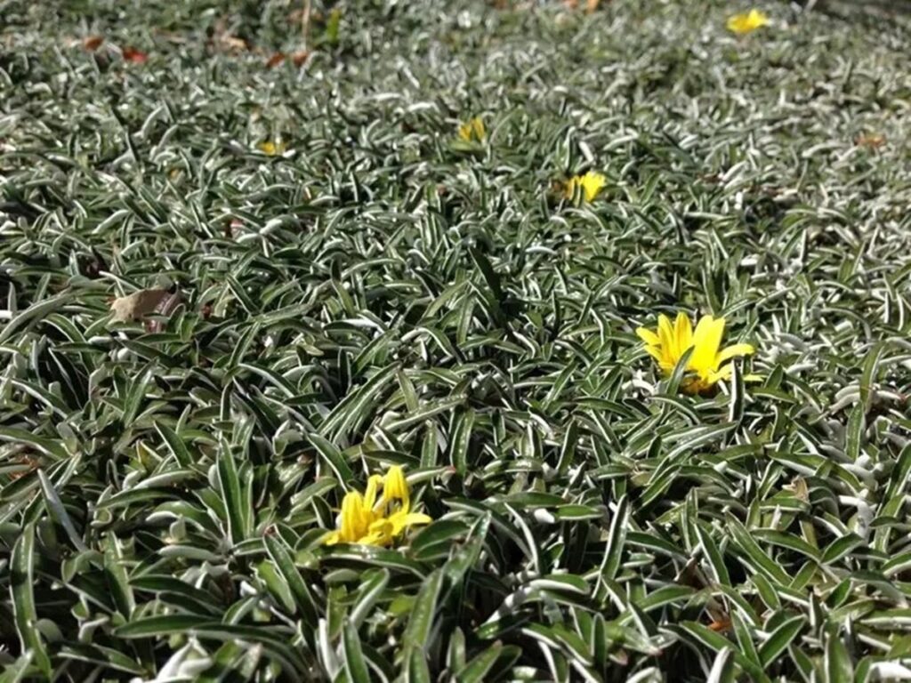 Cómo tener un jardín sustentable en casa