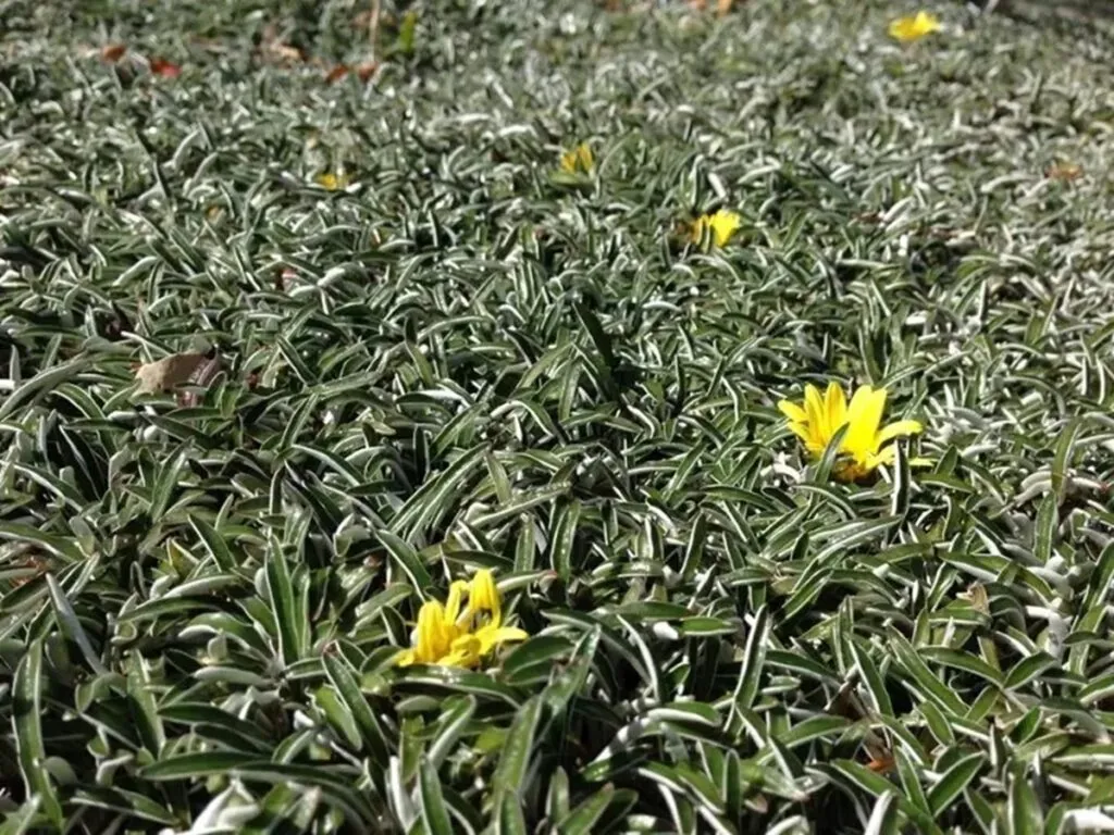 Cómo tener un jardín sustentable en casa