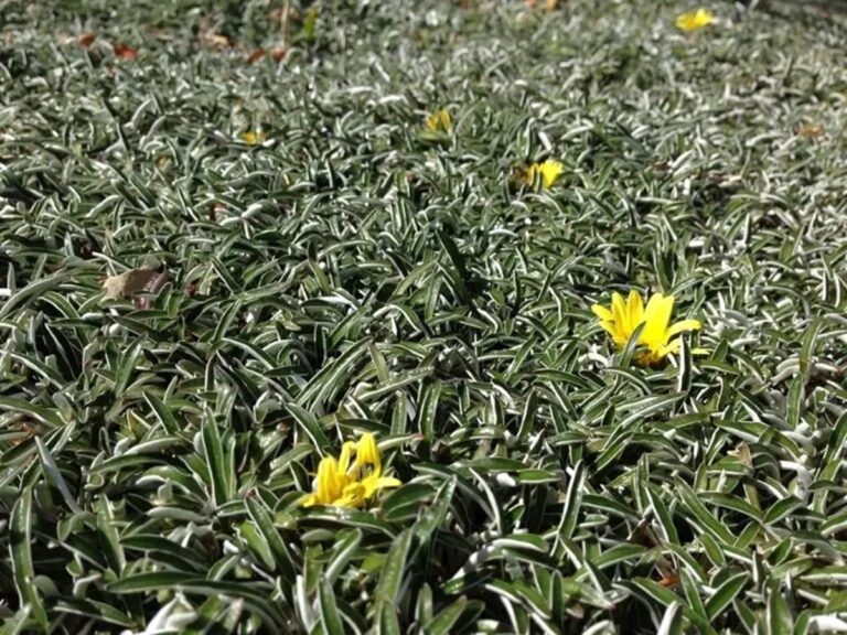 Cómo tener un jardín sustentable en casa