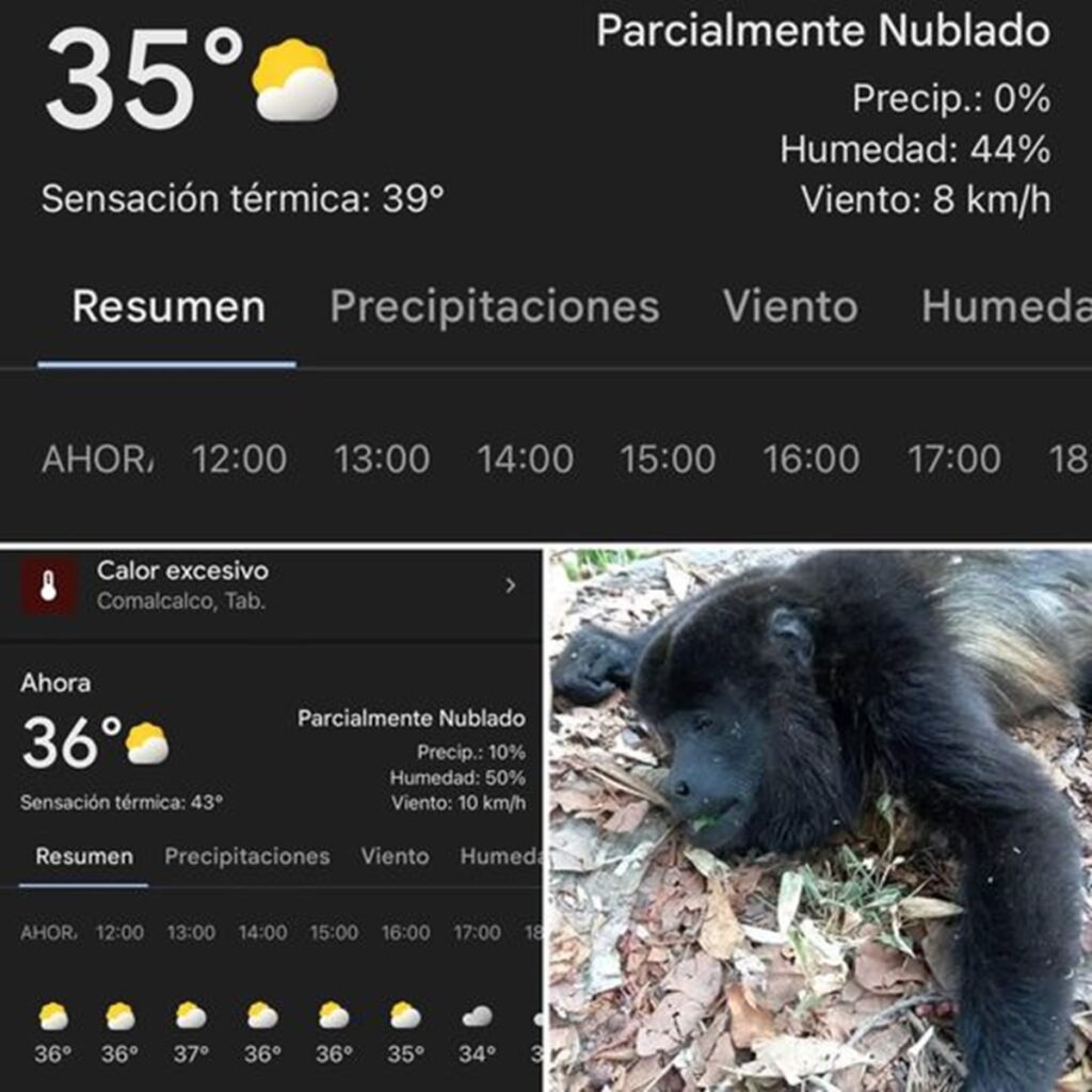 Semarnat emprende acciones por deceso de primates en Tabasco y Chiapas