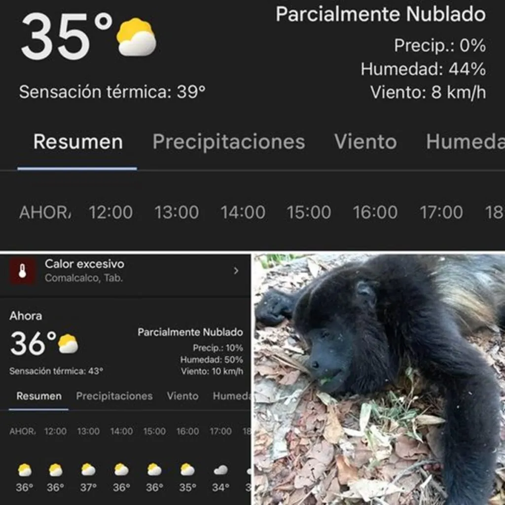 Semarnat emprende acciones por deceso de primates en Tabasco y Chiapas