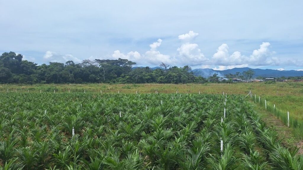 Palma aceitera se abre camino deforestando la Amazonía boliviana