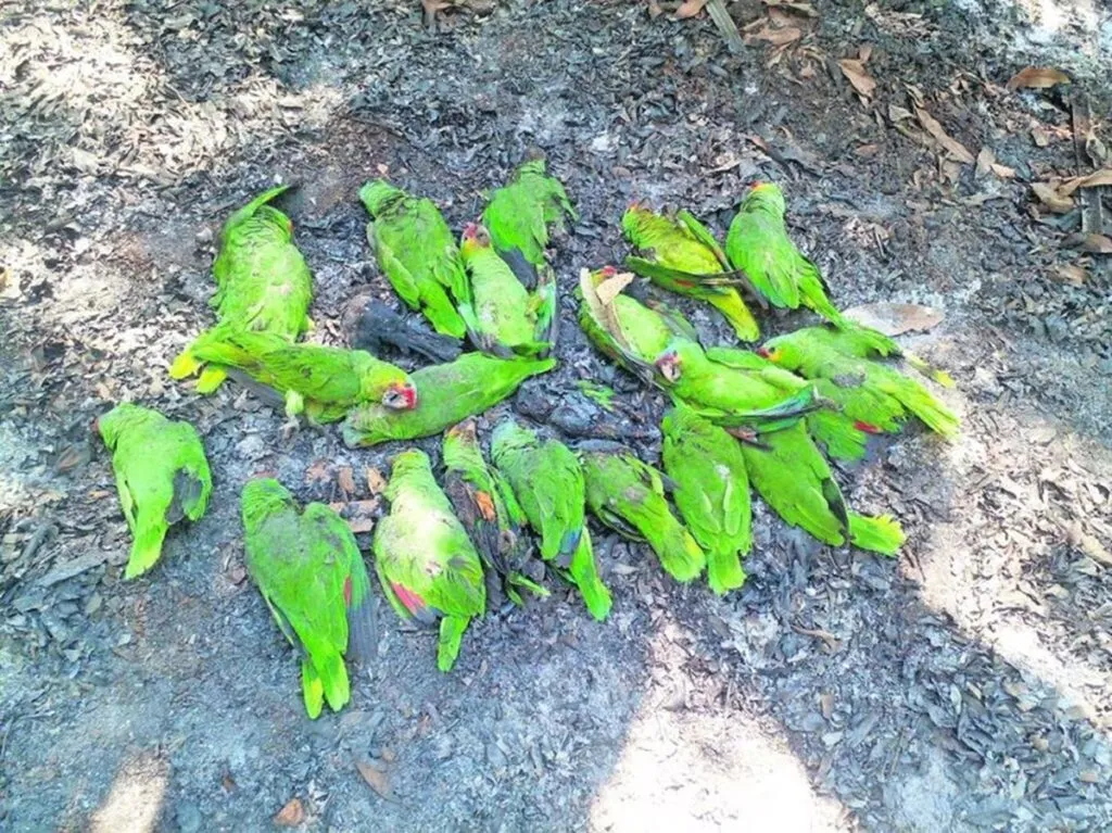 Urgen a definir protocolos ante muerte de animales