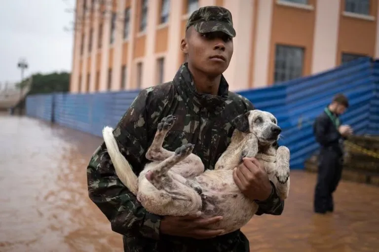 Animales tratados como personas en el drama ecológico de Brasil
