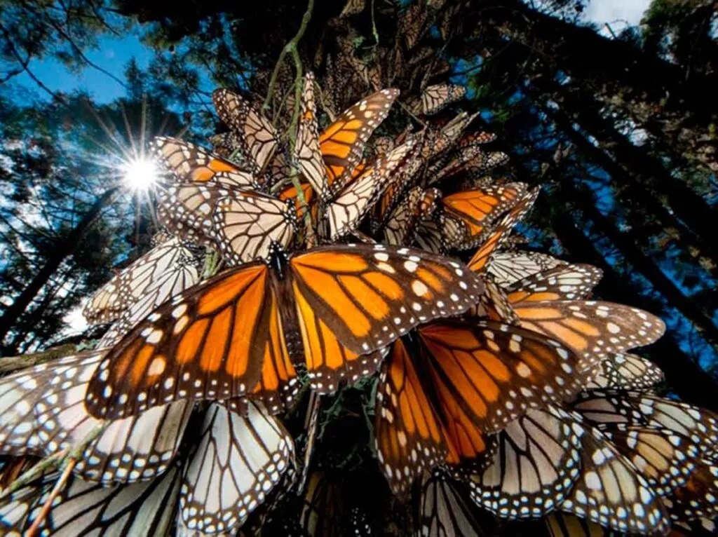 México encabeza reunión con EU y Canadá para proteger la mariposa monarca