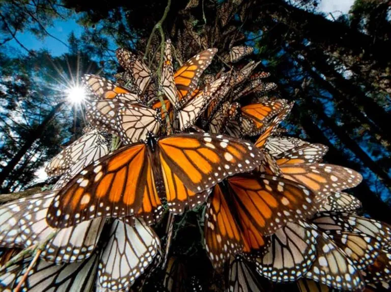 México encabeza reunión con EU y Canadá para proteger la mariposa monarca