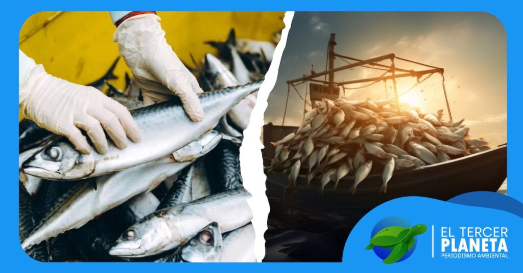 Entendiendo la pesca y la sobrepesca