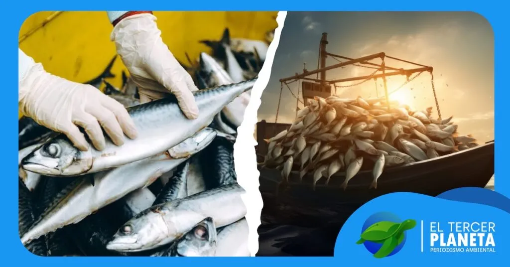 Entendiendo la pesca y la sobrepesca