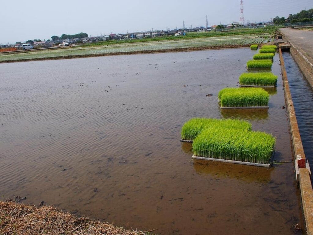 Agricultura está entre principales fuentes de contaminación del agua