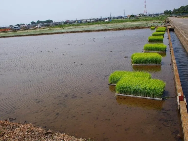 Agricultura está entre principales fuentes de contaminación del agua