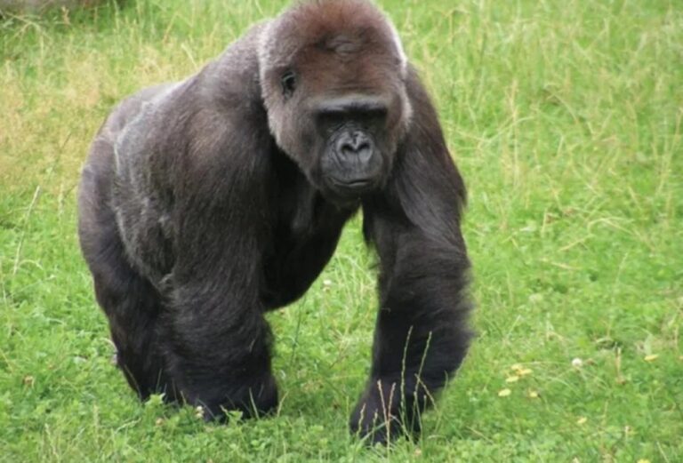 Científicos dan explicación sobre si los animales tienen consciencia