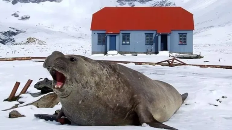 Focas pueden ayudar a entender el impacto del cambio climático en la Antártida
