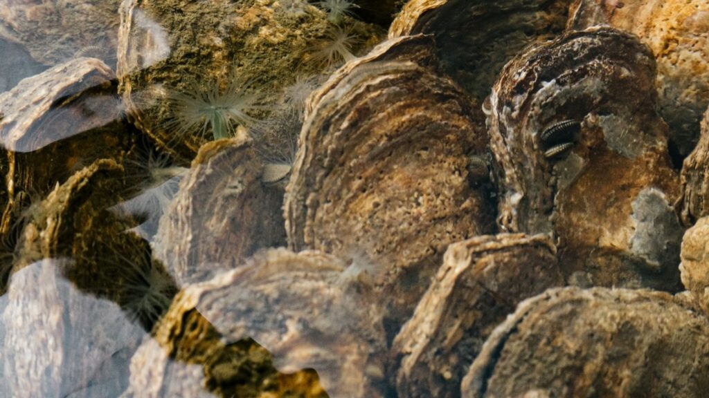 Reducción de contaminantes gracias a ostras y moluscos