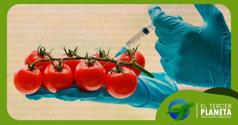 Alimentos transgénicos: ¿sí o no?