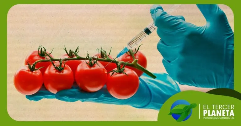 Alimentos transgénicos: ¿sí o no?