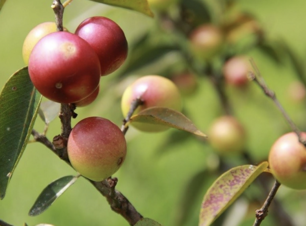 AJEMEX y sus superfrutos