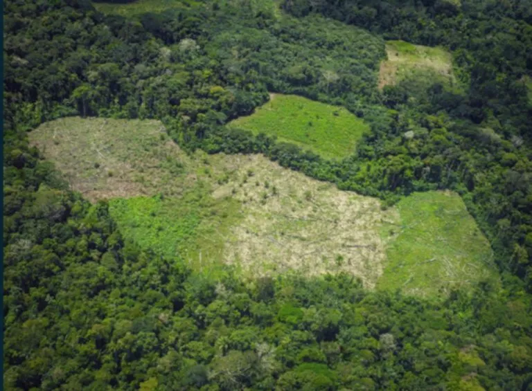 Perú: dos tercios de los cultivos de coca ilícitos están dentro de áreas naturales, territorios indígenas y bosques de protección