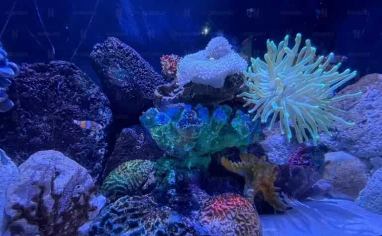 Corales podrán tener un respiro gracias a los huracanes