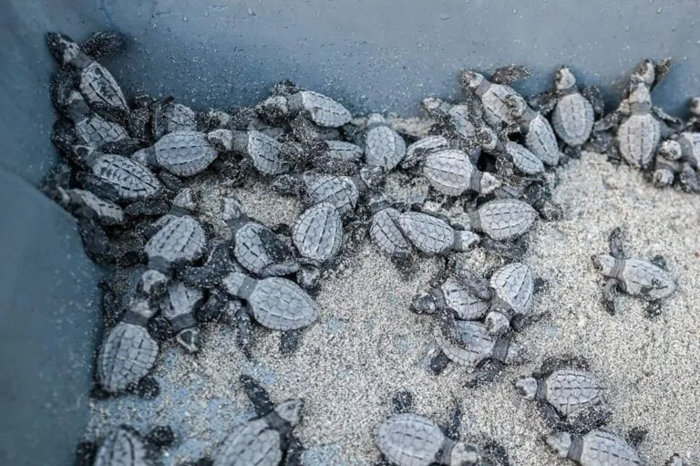 Derechos de la naturaleza se abren camino en América Latina