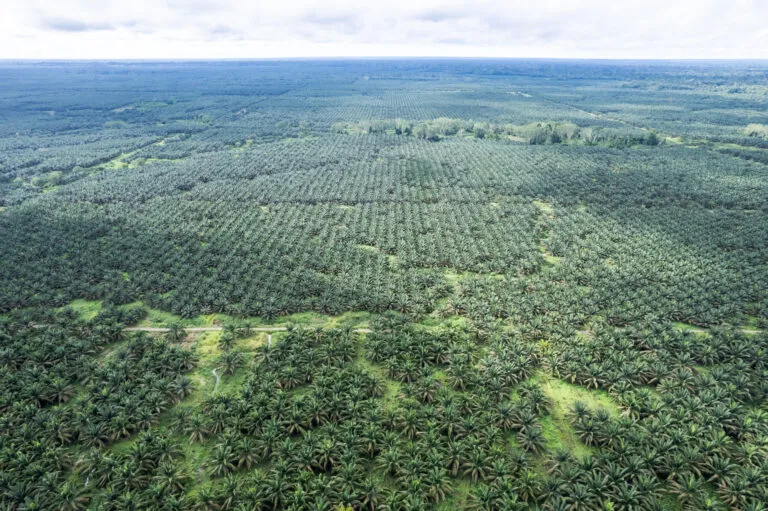 La palma se expande sin control en la Amazonía ecuatoriana y genera divisiones en pueblos indígenas