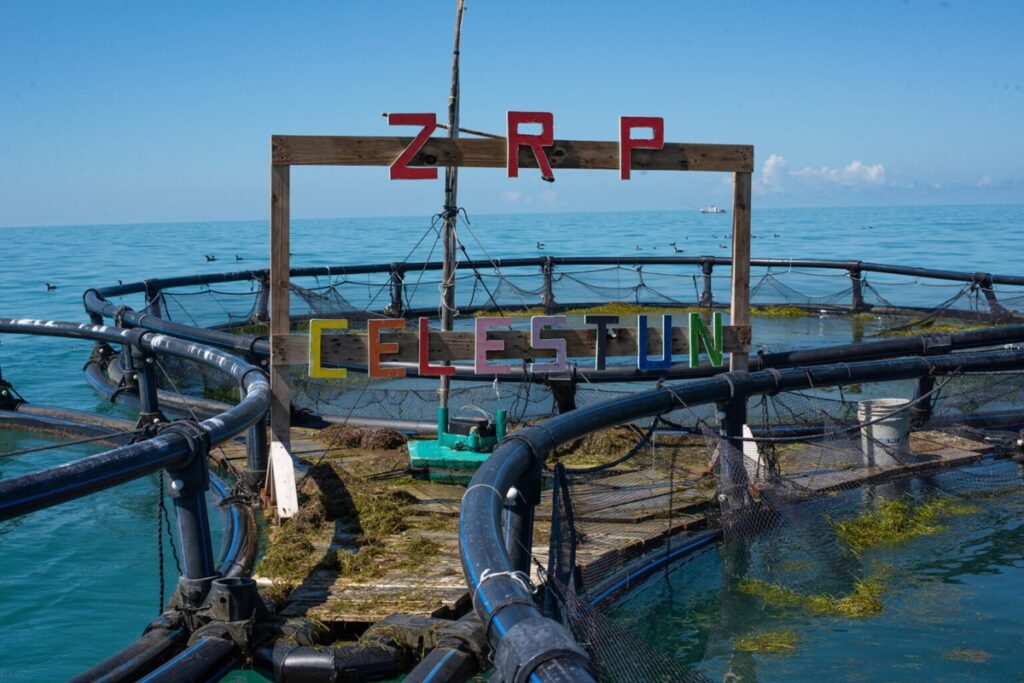 Celestún: el refugio pesquero que busca frenar la pesca furtiva en Yucatán