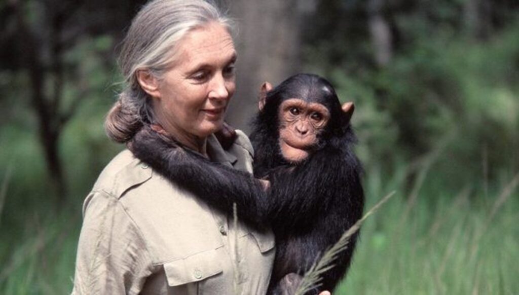 Jane Goodall: “Defender el medio ambiente con rabia es contraproducente”