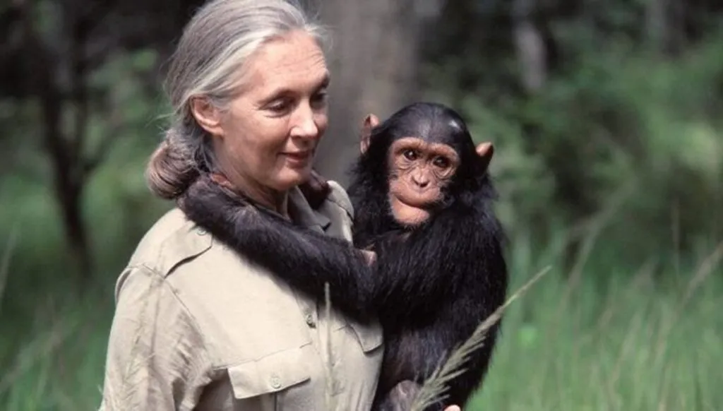 Jane Goodall: “Defender el medio ambiente con rabia es contraproducente”