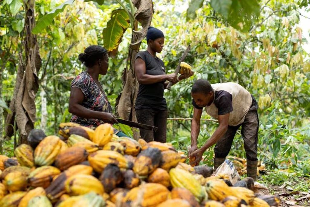 Cambio climático afecta cultivos de cocoa