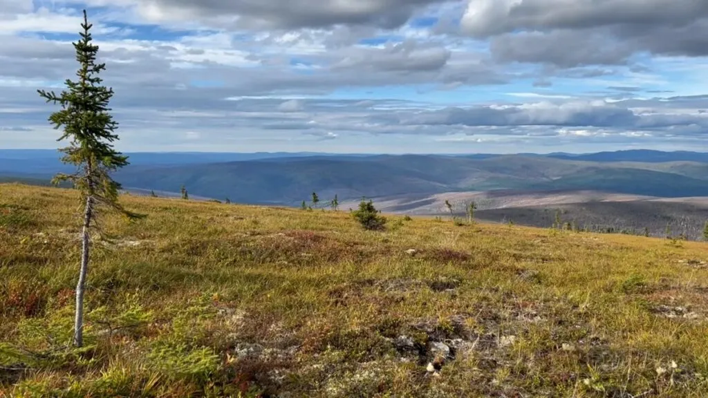 Vegetación de la tundra crecerá más alta y más verde para 2100: NASA