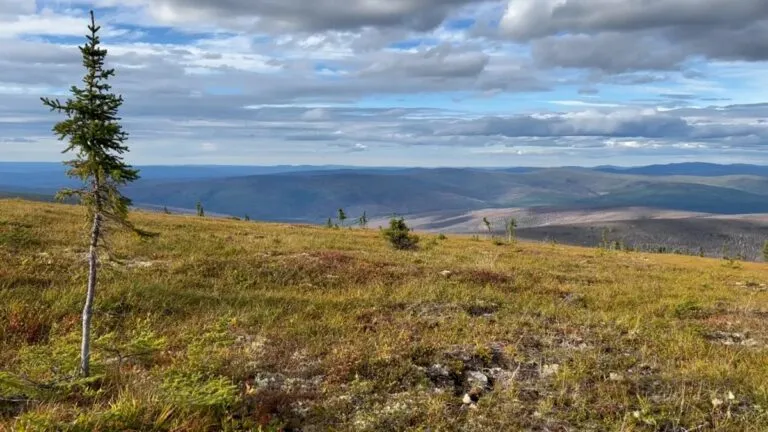 Vegetación de la tundra crecerá más alta y más verde para 2100: NASA